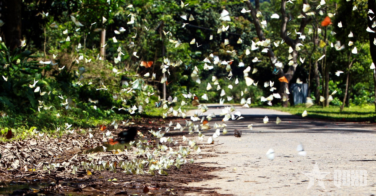 Mùa bướm Cúc Phương “níu chân” du khách